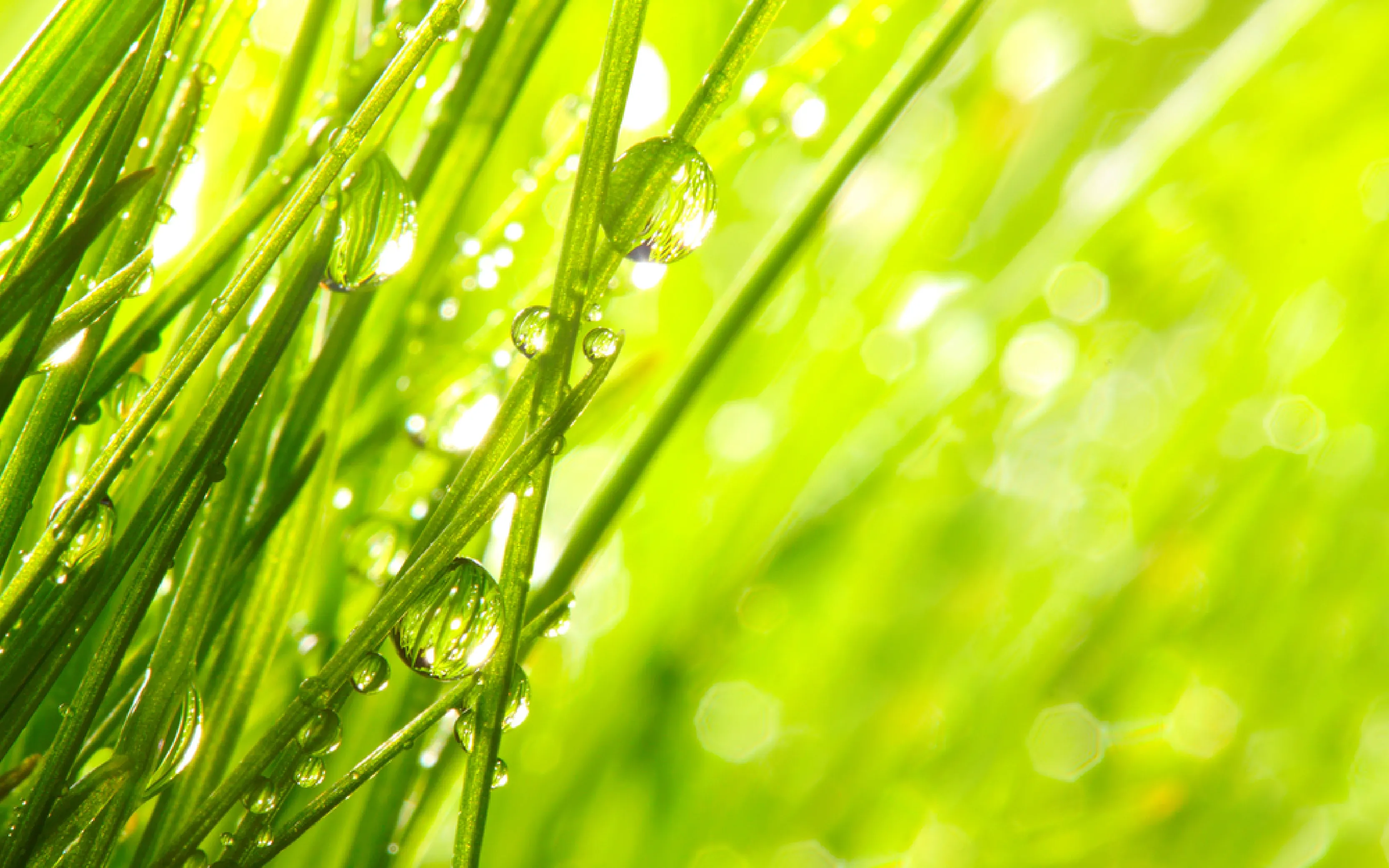 carpet cleaners in Nassau, carpet cleaning in Nassau, carpet cleaning Nassau, carpet cleaners in Nassau,  commercial carpet cleaning, commercial carpet cleaning in v,carpet cleaning in Nassau,  Nassau rug cleaners, rug cleaning services in Nassau, same day carpet cleaning, same day rug cleaning